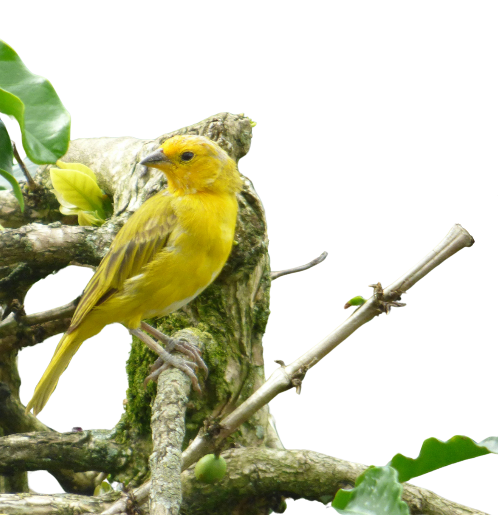 Canario Amarilla en Pereira Canario amarillo en una rama en Pereira