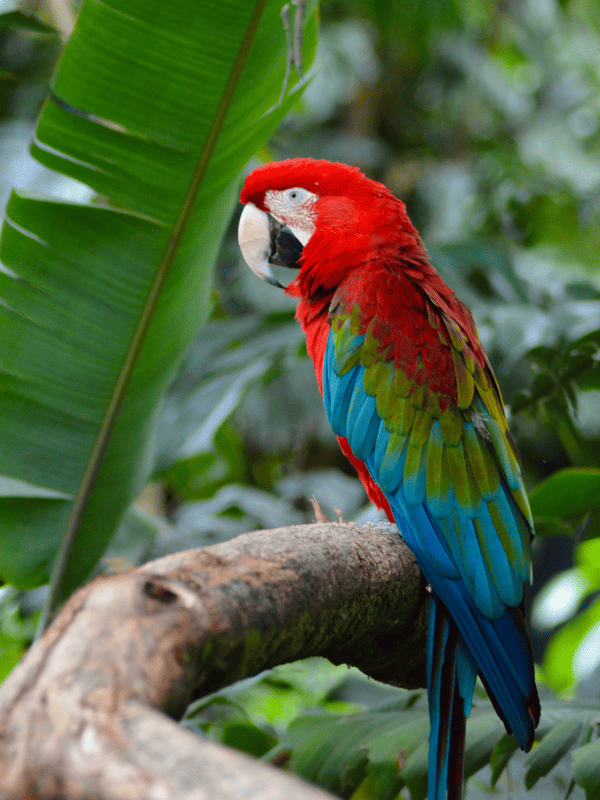 Galeria Cali Guacamaya Una Guacamaya en Cali