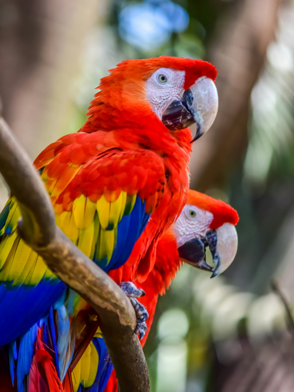 Galeria Medellín Guacamayas Dos guacamayas en una rama en Medellín Antioquia